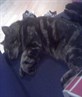 lazy bently
