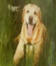 My dog, R.I.P