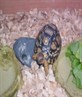 Herbie AKA Nobby
