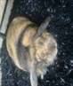 My fluffy rabbit lopsy