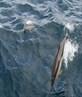 common dolphins 15_07_07