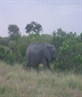 Maasai Mara elephant - soo close!