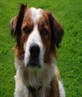 Rosie dog