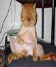 BOLD PUSSY!LOL