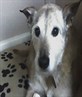my dog basil, died yr n half ago.