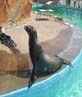 hyper sea lion