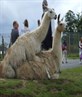 randy lammas