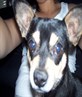 my dog