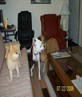 dogs