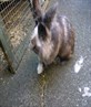 My little Lionhead....Magic