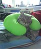 must keep ya cat comfy