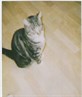 one of my pussies !