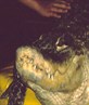 A Hypnotised Croc !!!