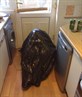 Roy in a bin bag!