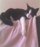 my mimi cat snoozingg :P MWAH!!!