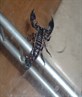 sally the scorpion