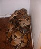 male and female red tailed boas