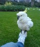 I love birds I do