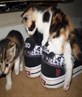 kittens on ma DVS's