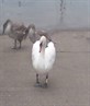 sylvia the asbo swan lmao
