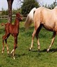 Binky's Dysko foal