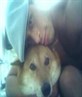 me and my old dog, i miss her :(
