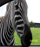 random zebra munchd my car