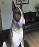 My friend called harvey !