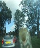 monkey buisness