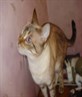 Gypsy after a fight wi her sis
