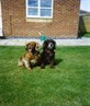 My dogs Milly and Jake