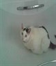 My cat Kenzo in the bath!