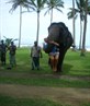 Elephant Fun in Sri Lanka, August '07