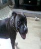 My Bitch at 5months old