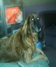 my beautiful puppy aged 15yrs x