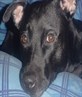rockie again