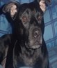 my rockie boy