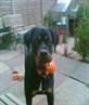 my pooch