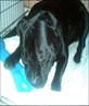 Monty