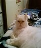 my cat oliver