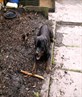 keno my rottie @ 4 mnth