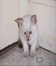 siamese kitten 5wks old.Chocolate tabbypoint