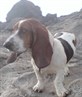 this is fanny my bassett hound