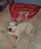 My Dog