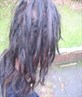 my scruffy dog hair