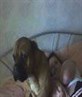 my little doggy