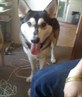 my dog