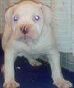 kimbo
