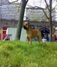 diesel