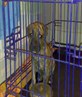 capone's pup